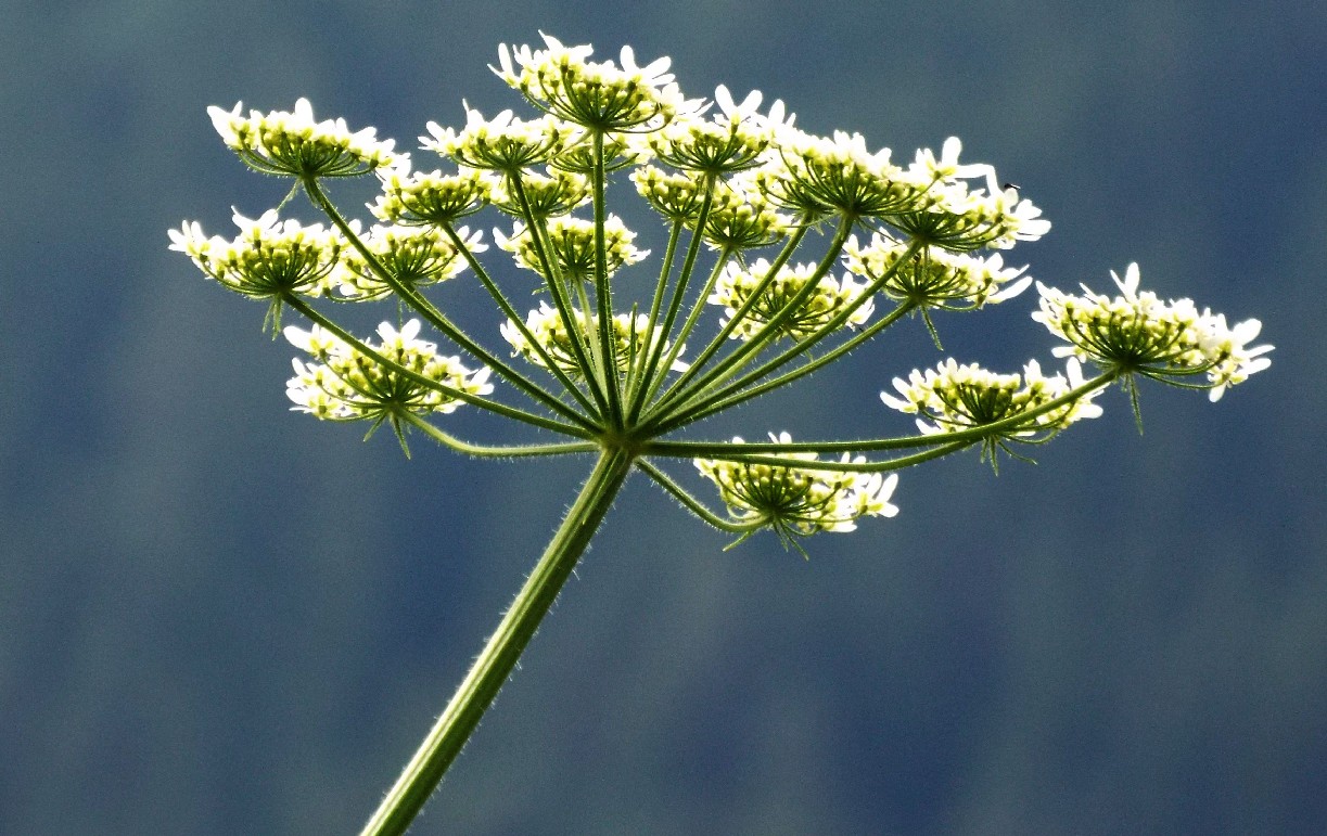 Apiacea: Heracleum sphondylium